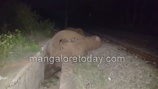 elephant  died 2
